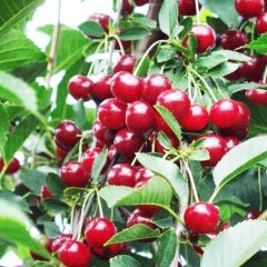 Tüplü Aşılı Bol Verimli Aromatik Kütahya Vişne Fidanı