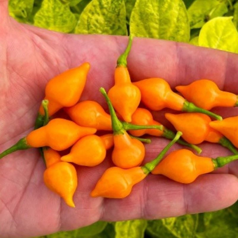 Nadir Ata Tohumu Geleneksel Cabacinha Laranja Acı Biber Tohumu (10 Tohum)