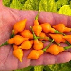 Nadir Ata Tohumu Geleneksel Cabacinha Laranja Acı Biber Tohumu (10 Tohum)