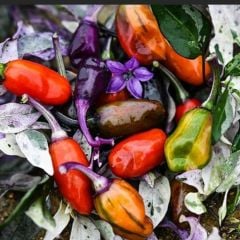 Ata Tohumları Geleneksel Jigsaw Acı Biber Tohumu (15 Tohum)