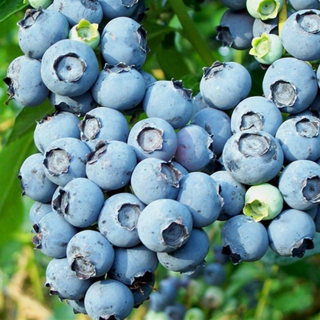 Tüplü Jubile Yaban Mersini Likapa Blueberry Fidanı