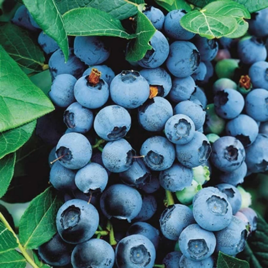 Tüplü Oneal Yaban Mersini Likapa Blueberry Fidanı