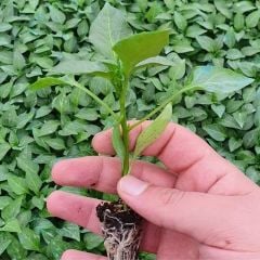 Yediveren Etli Klarnet Etli Tatlı Sivri Biber Fidesi (5 adet)