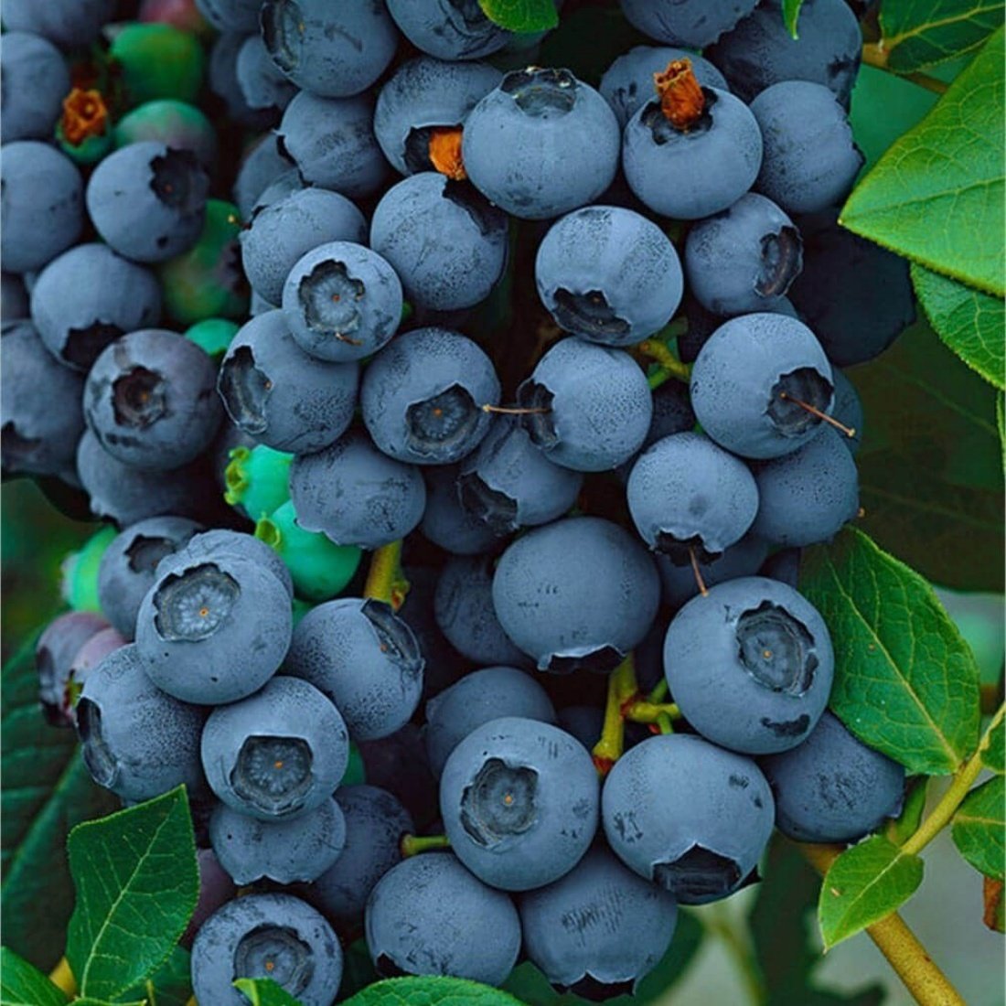 Tüplü Brigitta Yaban Mersini Likapa Blueberry Fidanı