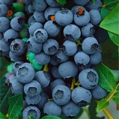 Tüplü Brigitta Yaban Mersini Likapa Blueberry Fidanı