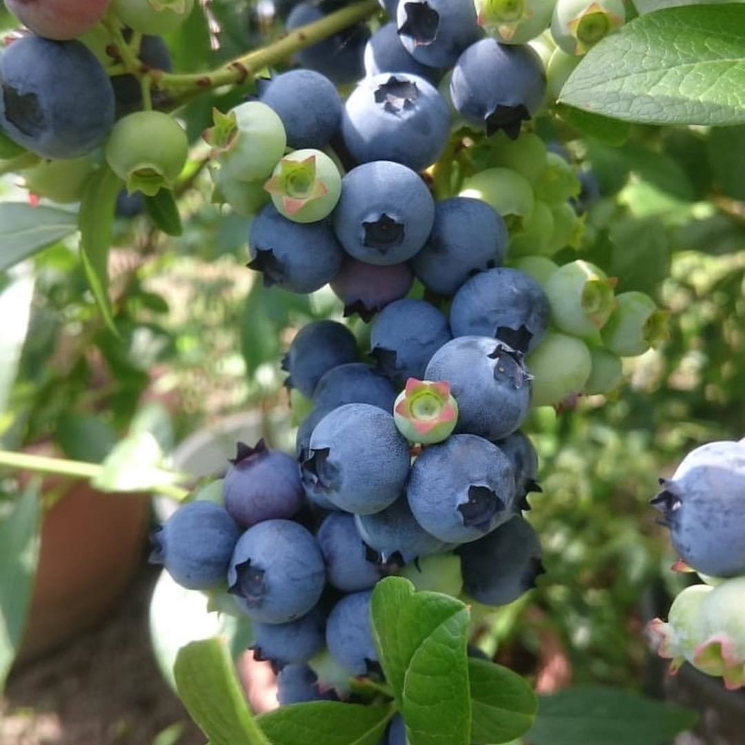 Tüplü Blue Gold Yaban Mersini Likapa Blueberry Fidanı