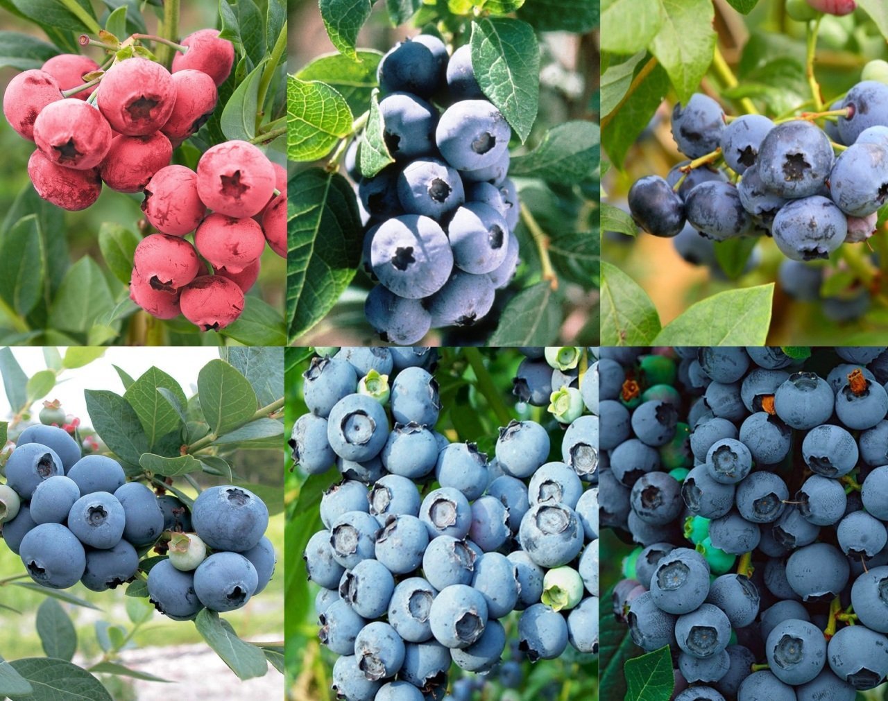 Tüplü Yaban Mersini Blueberry Fidanı Paketi(12 Adet 6 Farklı Cins)