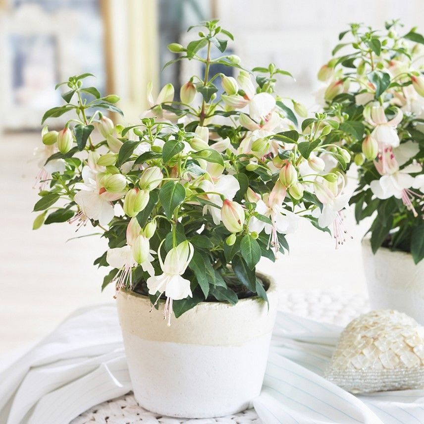 Fuchsita Polar Saksılık Beyaz Küpeli Çiçeği Fidesi (1 Adet fide)