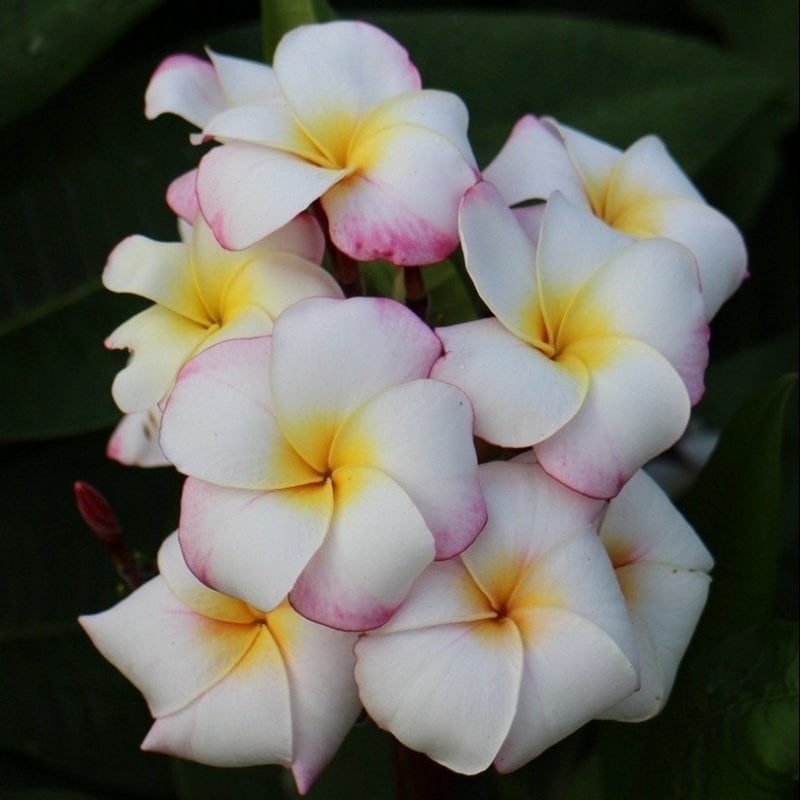 Yoğun Kokulu Narin Mini White Plumeria Fidanı (100-200 cm)