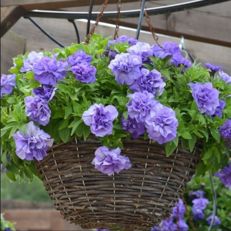 Tumbelina Sophia Kokulu Katmerli Sarkıcı Superstar Petunya Çiçeği Fidesi (1 Adet)