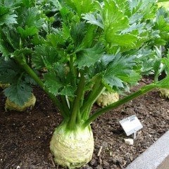 Kereviz (Apium graveolens)  Fidesi (5 adet)