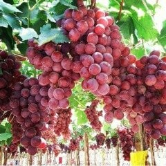Tüplü İri Bol Verimli Red Globe Üzüm(Asma-Bağ) Fidanı