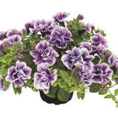 Tumbelina Priscilla Pro Kokulu Katmerli Sarkıcı Superstar Petunya Çiçeği Fidesi (1 Adet)