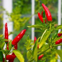 Birds Eye Acı Mini Chili Pepper Biber Tohumu (70 Tohum)