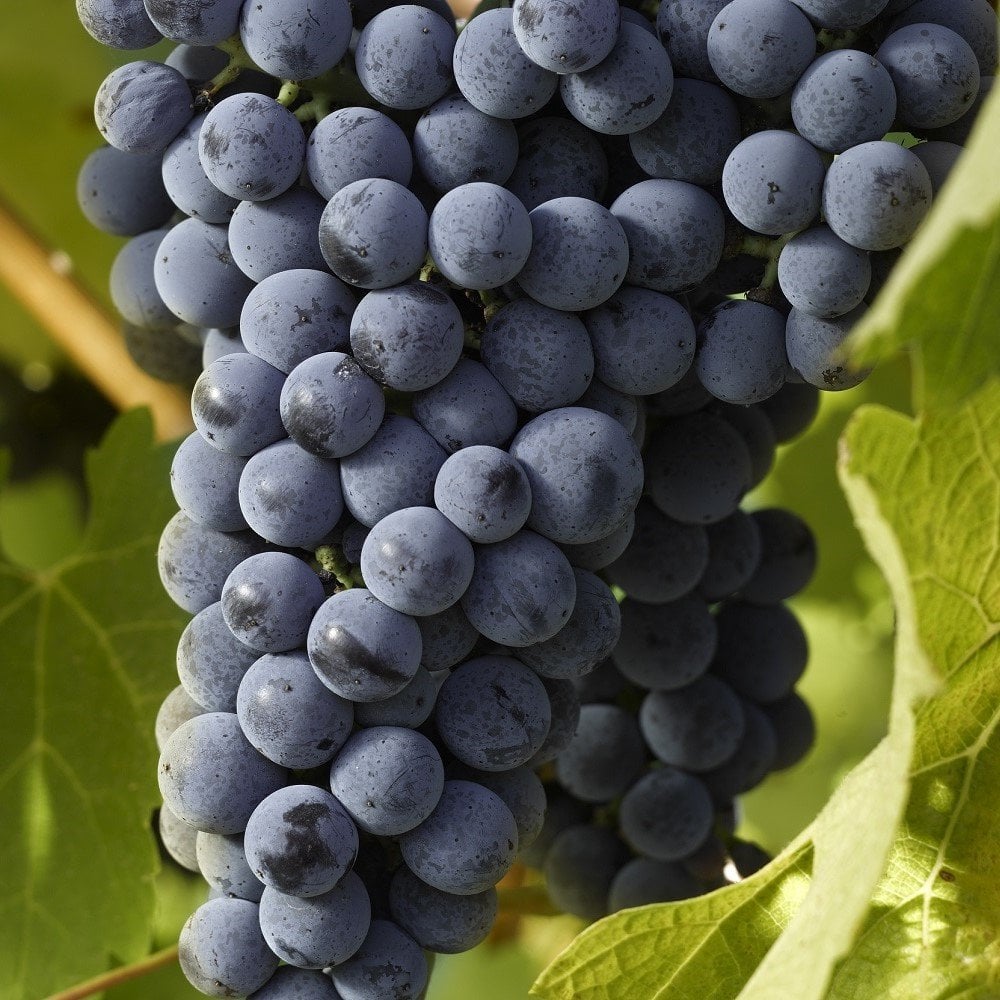 Tüplü Cabernet Sauvignon Şaraplık Üzüm(Asma-Bağ) Fidanı