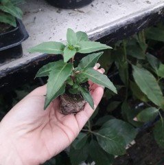 Çok İri Çiçekli White King Beyaz Küpeli Çiçeği Fidesi (2 adet)