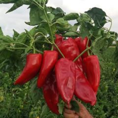 Salçalık Közlemelik Kızartmalık Tatlı Kırmızı Kapya Biberi Tohumu (70 Tohum)