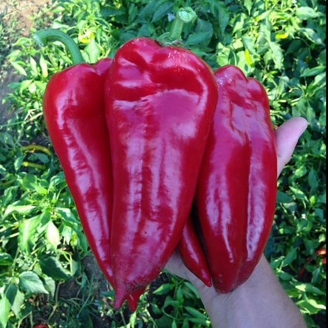 Geleneksel Ata Tohumu Salçalık Kızartmalık Tatlı Kırmızı Kapya Biberi Tohumu (70 Tohum)