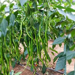 Doğal Tatlı Kıl Biberi Tohumu (70 Tohum)