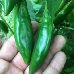 Geleneksel Doğal Tombul Acı Balık Biber Tohumu (20 Tohum)