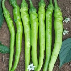 Geleneksel Çetinel Tatlı Sivri Biber Tohumu (50 Tohum)