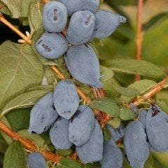 Tüplü Honeyberry Bal Yemişi Fidanı (10 Adet)