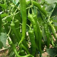 Antalya Demre Lezzetli Yeşil Tatlı Biber Tohumu (50 Tohum)