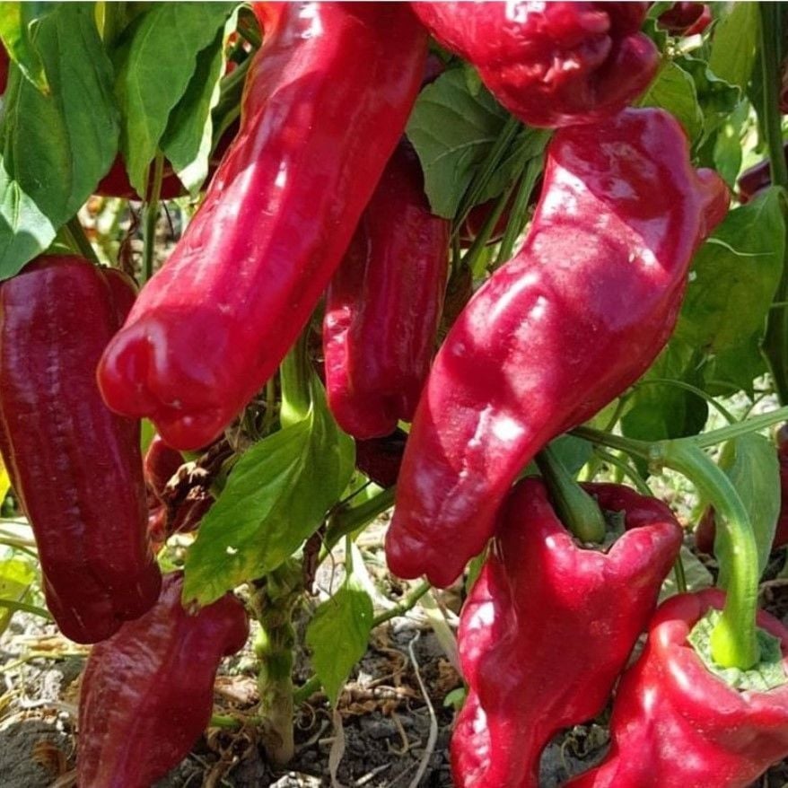 Doğal Kızartmalık Közlemelik Acı Urfa İsot Biber Tohumu (50 Tohum)