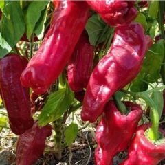 Doğal Kızartmalık Közlemelik Acı Urfa İsot Biber Tohumu (50 Tohum)