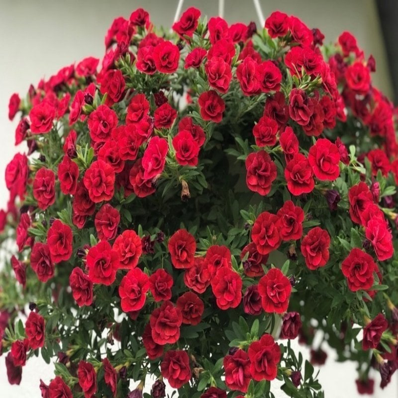 Calita Double Katmerli Red Cherry Calibrochoa Çiçeği Fidesi (2 adet)