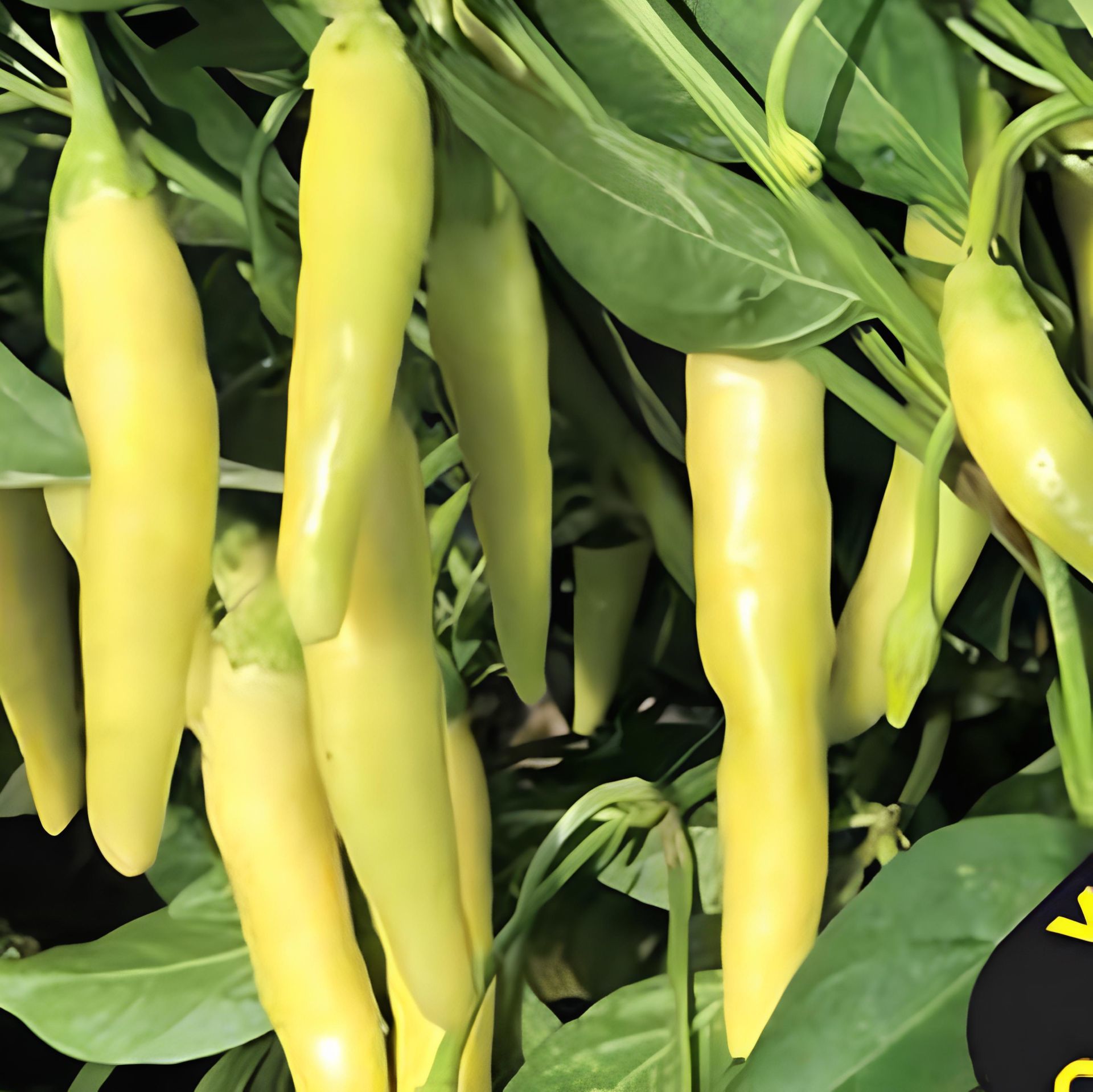 Doğal Yellow Stone Acı Biber Tohumu (50 Tohum)