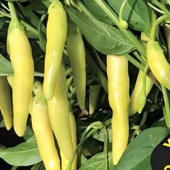 Doğal Yellow Stone Acı Biber Tohumu (50 Tohum)