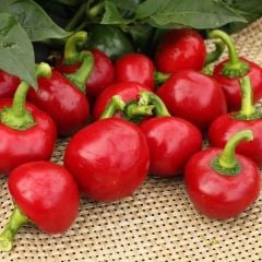 Acı Hot Cherry Tatlı Kiraz Biber Tohumu (50 Tohum)