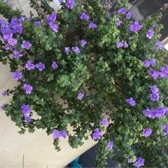Calita İri Double Sky Blue Calibrochoa Çiçeği Fidesi (2 adet)