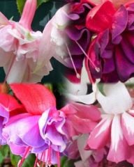 Nadir Fuchusia Karışık Küpeli Küpe Çiçeği Fidesi (10 Adet)