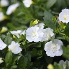 Calita İri Double Snow Calibrochoa Çiçeği Fidesi (2 adet)