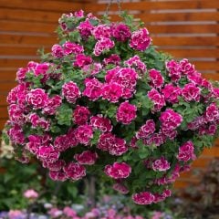 Anna Kokulu Petunya Çiçeği Fidesi (2 adet)