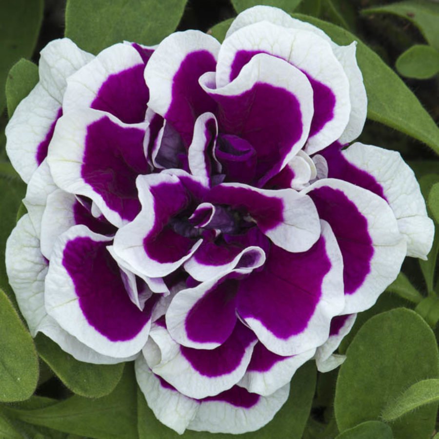 Bella İri Çiçekli Petunya Çiçeği Fidesi (2 adet)