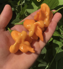 Turuncu Çan Biberi Bishops Crown Biber Tohumu (15 Tohum)