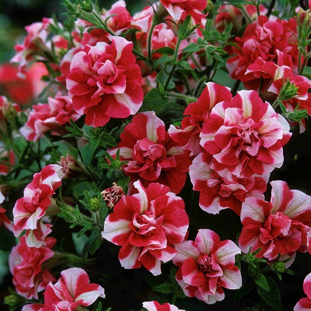 White Red Cherry Ripple Sarkan Petunya Çiçeği Fidesi (2 fide)