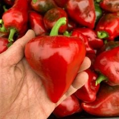 Geleneksel Lesya Tatlı Biber Tohumu (15 Tohum)