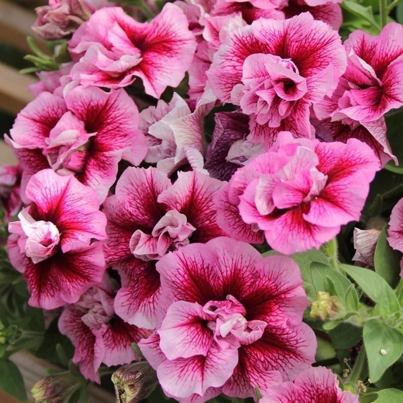 Francesca Katmerli Kokulu Petunya Çiçeği Fidesi (2 adet)