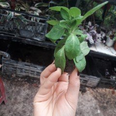 Priscilla Katmerli Kokulu Petunya Çiçeği Fidesi (2 fide)