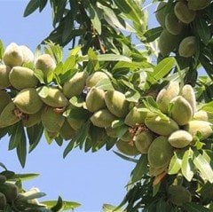 Tüplü Kendine Verimli İri Meyveli Yarı Bodur Tuono Badem Fidanı