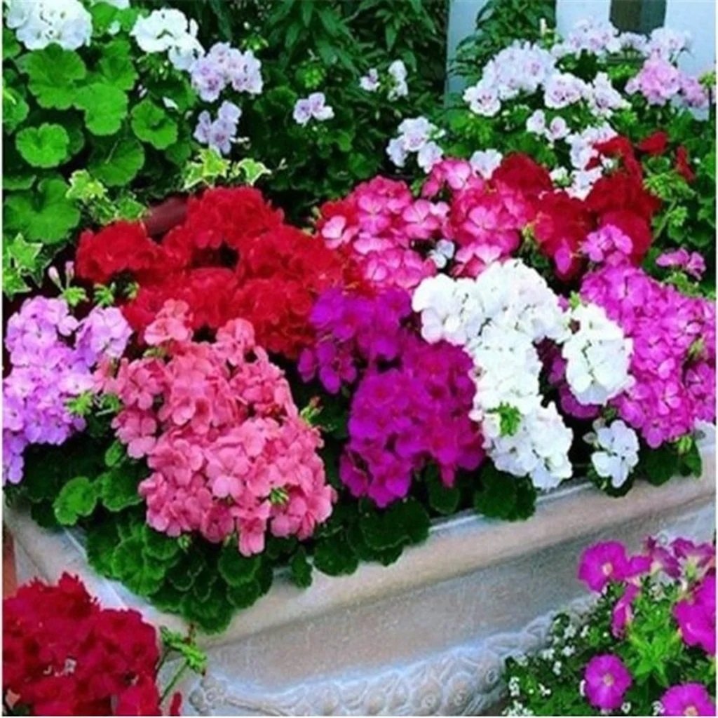 Karışık Renkli Sardunya Canan Çiçeği Fidesi (10 adet)