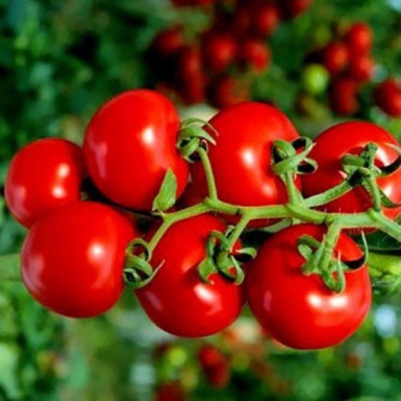 Doğal Geleneksel Yarı Sırık Çeri Pinpon Domates Tohumu (20 Tohum)