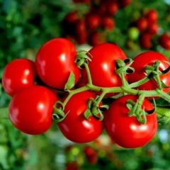 Doğal Geleneksel Yarı Sırık Çeri Pinpon Domates Tohumu (20 Tohum)