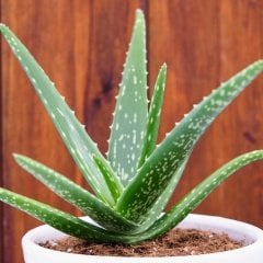 Tüplü Aloe Vera (Sarı Sabır) Fidanı