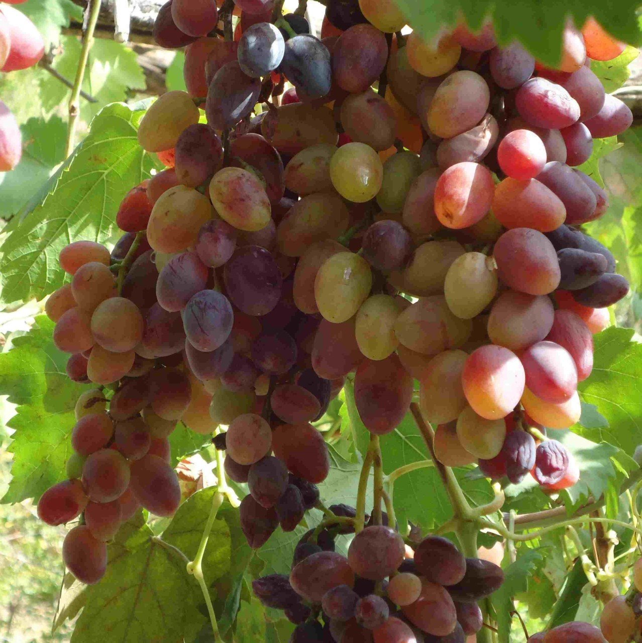 Tüplü Siirt Yüksek Aromalı Tayfi Üzüm Fidanı