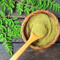 Tüplü Moringa Ağacı Fidanı (60-100cm)